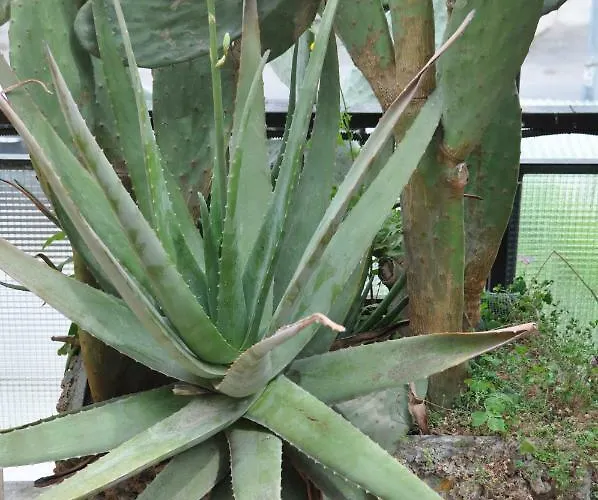 Frühstückspension Aloe