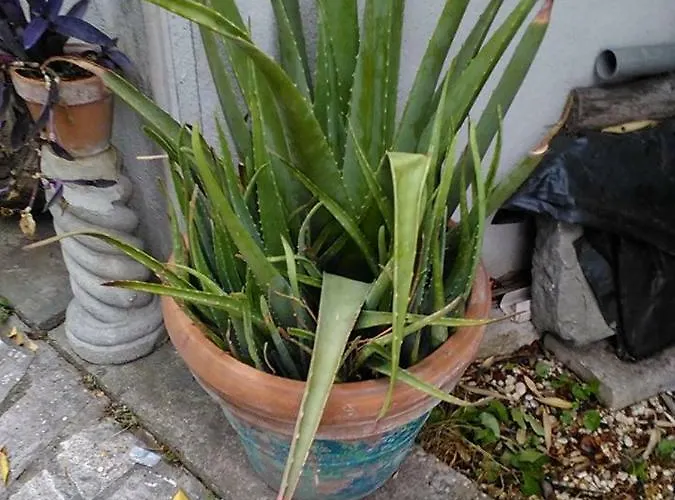 Aloe Frühstückspension Rom
