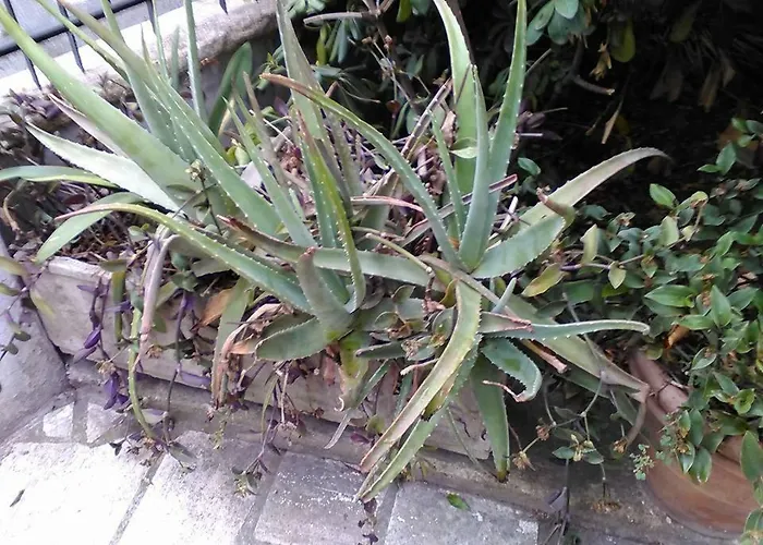 Aloe