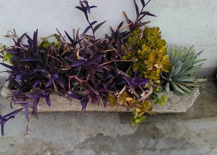 Aloe Frühstückspension Rom